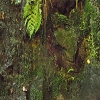 Plants: image 32 Of 208 Thumb